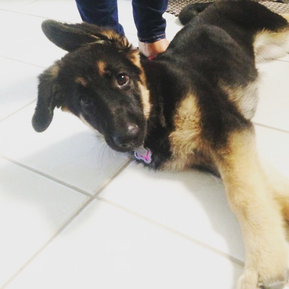 Meet your Posher, Thomas - Picture 1 of 1